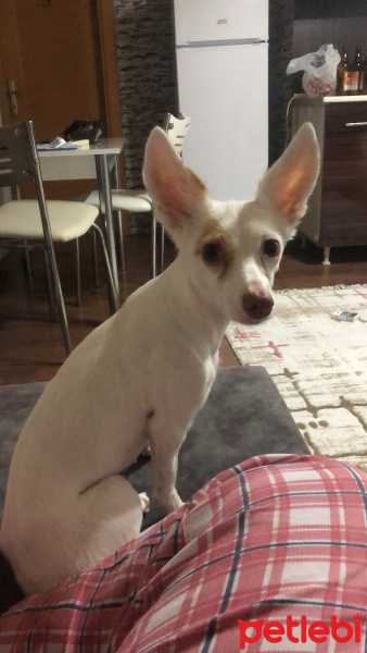 Chihuahua, Köpek  Şiva fotoğrafı
