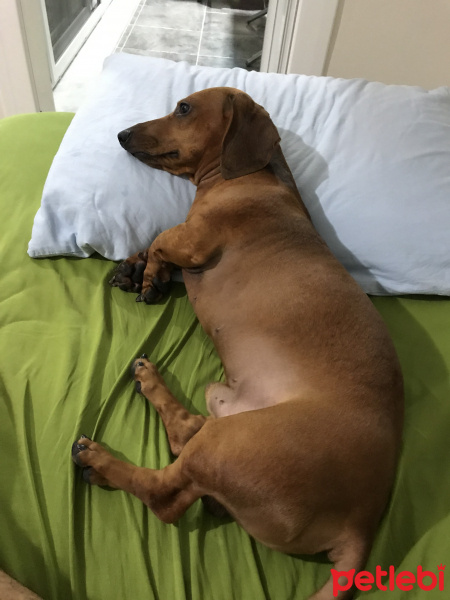 Dachshund (Sosis), Köpek  Hektor fotoğrafı