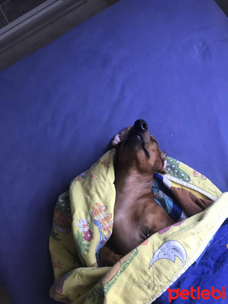 Dachshund (Sosis), Köpek  Hektor fotoğrafı