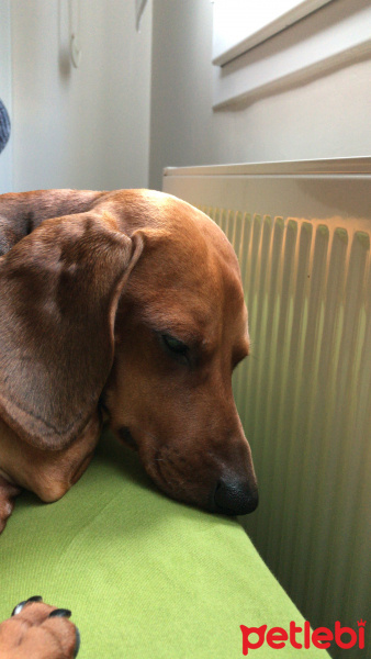 Dachshund (Sosis), Köpek  Hektor fotoğrafı