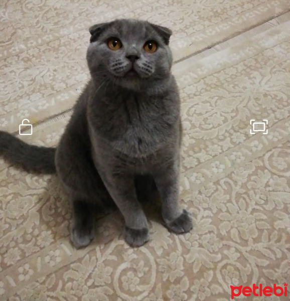 Scottish Fold, Kedi  MARS fotoğrafı