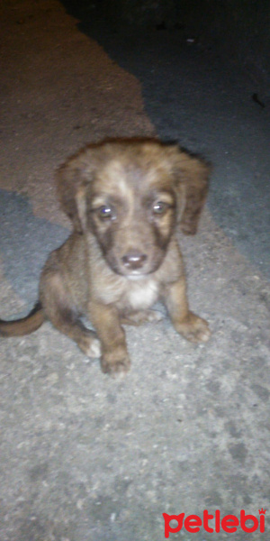 Labrador Retriever, Köpek  Pupi fotoğrafı