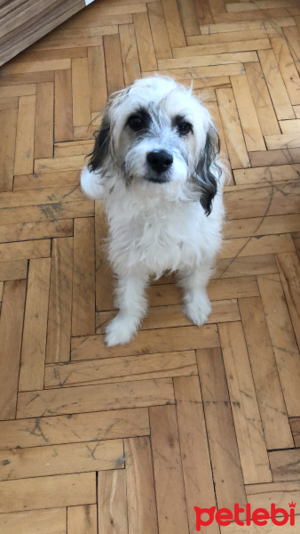 Maltese, Köpek  Misha fotoğrafı