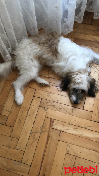 Maltese, Köpek  Misha fotoğrafı