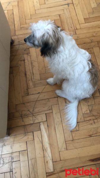 Maltese, Köpek  Misha fotoğrafı