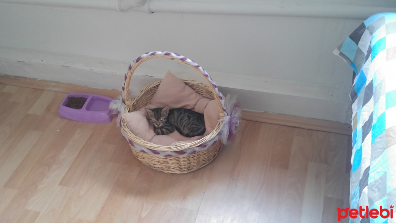 Tekir Kedi, Kedi  Şila fotoğrafı