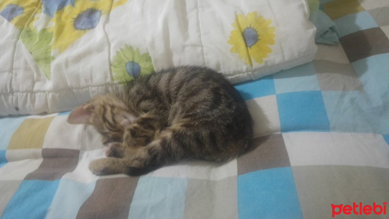 Tekir Kedi, Kedi  Şila fotoğrafı