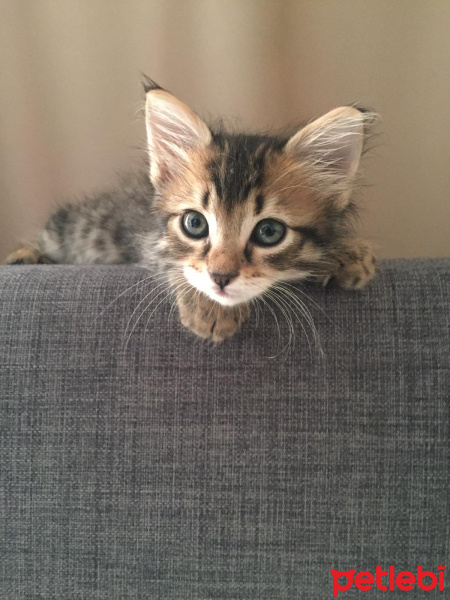 Tekir Kedi, Kedi  Pikachu fotoğrafı