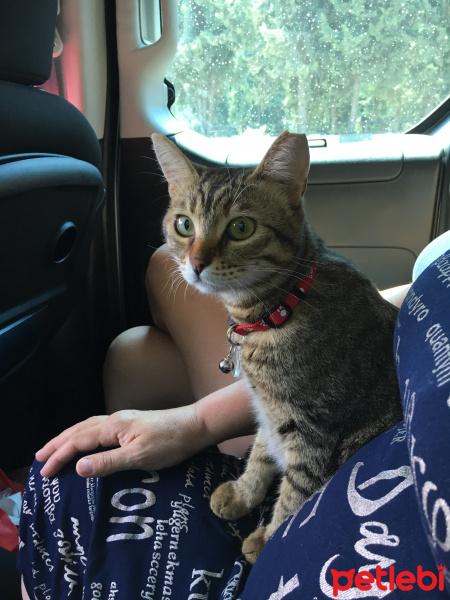 Tekir Kedi, Kedi  Paki fotoğrafı