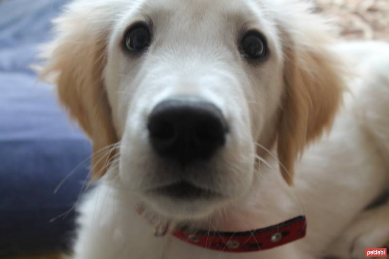 Golden Retriever, Köpek  Robin fotoğrafı