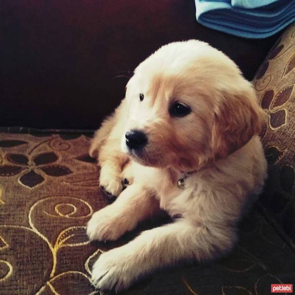 Golden Retriever, Köpek  Robin fotoğrafı