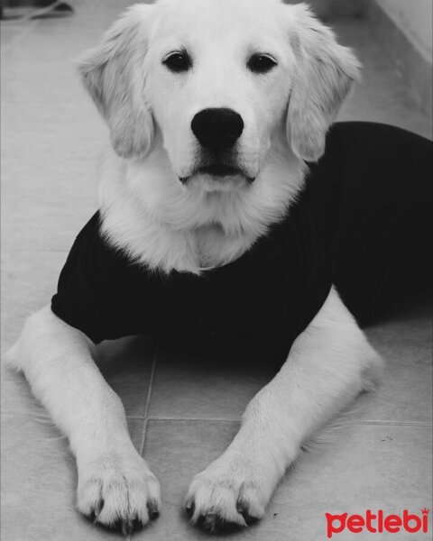 Golden Retriever, Köpek  Robin fotoğrafı