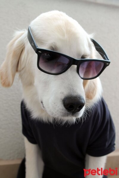 Golden Retriever, Köpek  Robin fotoğrafı