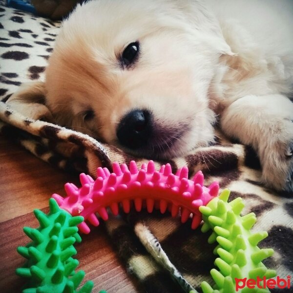 Golden Retriever, Köpek  Robin fotoğrafı