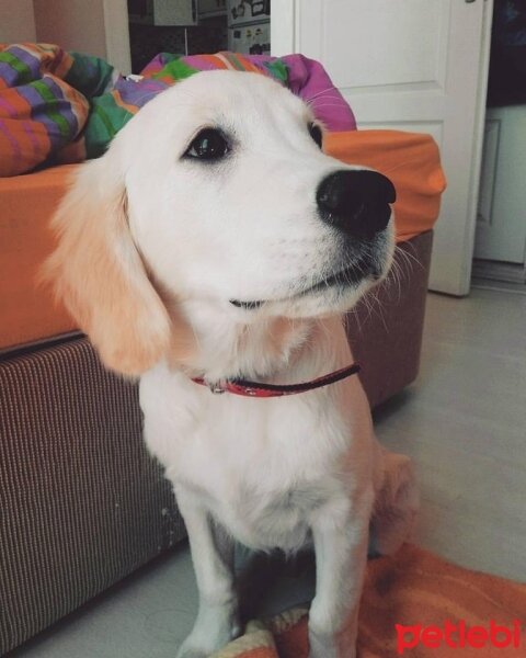 Golden Retriever, Köpek  Robin fotoğrafı