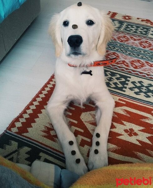 Golden Retriever, Köpek  Robin fotoğrafı