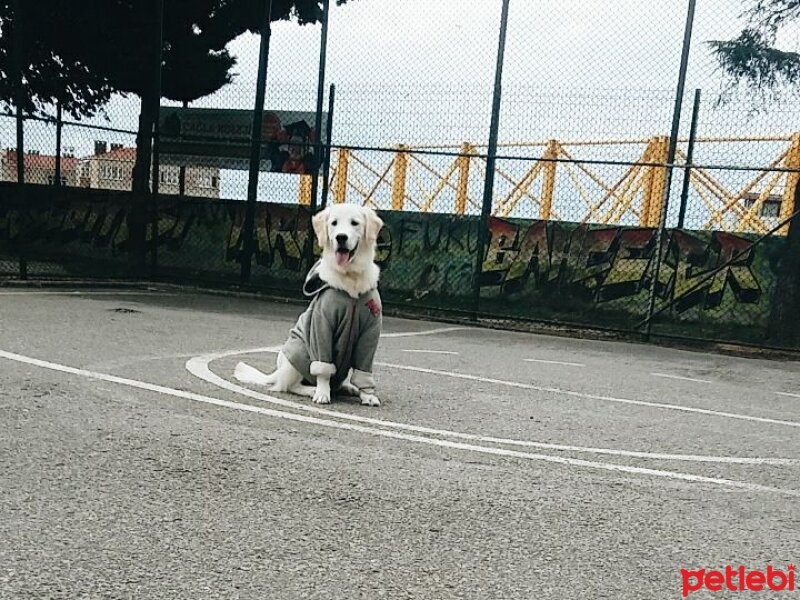 Golden Retriever, Köpek  Robin fotoğrafı