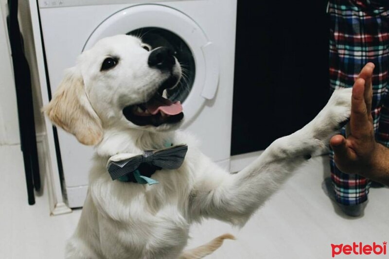 Golden Retriever, Köpek  Robin fotoğrafı