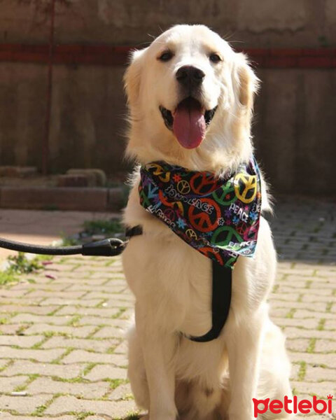 Golden Retriever, Köpek  Robin fotoğrafı