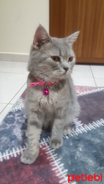 Scottish Fold, Kedi  Sofia fotoğrafı