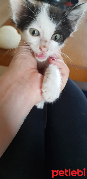 Tekir Kedi, Kedi  Pinku fotoğrafı