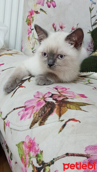 British Shorthair, Kedi  OSCAR fotoğrafı