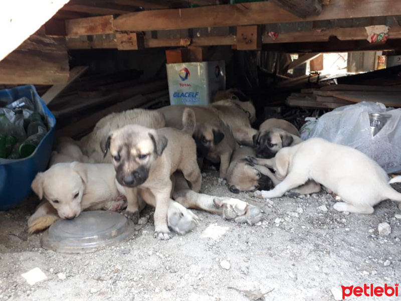 Kangal, Köpek  yavru kangal fotoğrafı