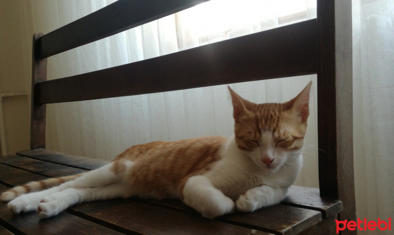 Tekir Kedi, Kedi  Rokfor fotoğrafı