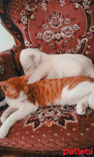Tekir Kedi, Kedi  Rokfor fotoğrafı