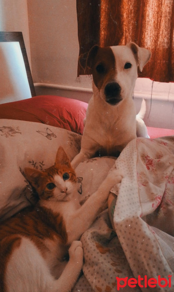 Tekir Kedi, Kedi  Rokfor fotoğrafı