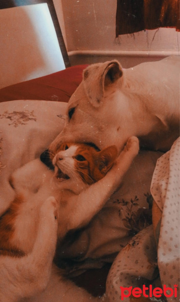 Tekir Kedi, Kedi  Rokfor fotoğrafı