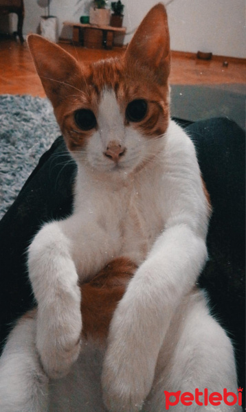 Tekir Kedi, Kedi  Rokfor fotoğrafı