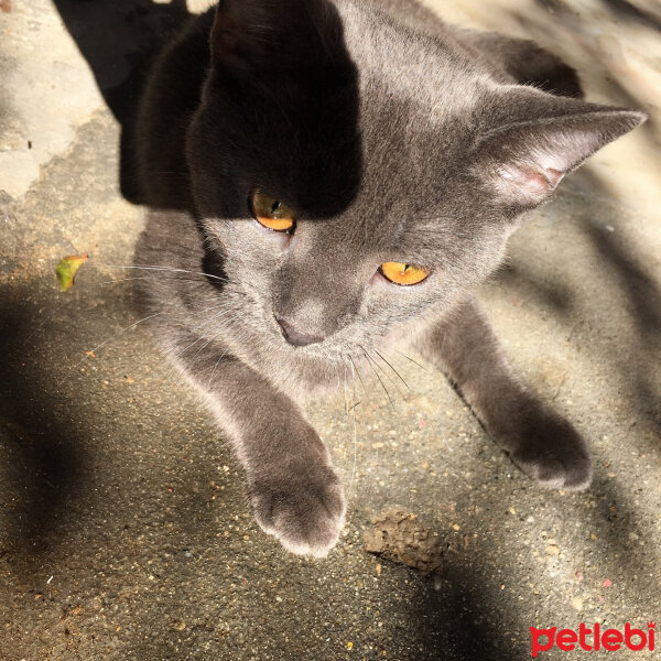 British Shorthair, Kedi  Niklaus fotoğrafı