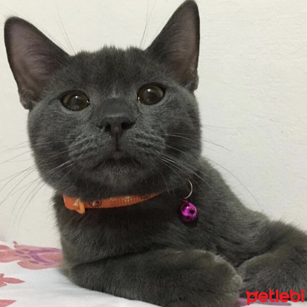 British Shorthair, Kedi  Niklaus fotoğrafı