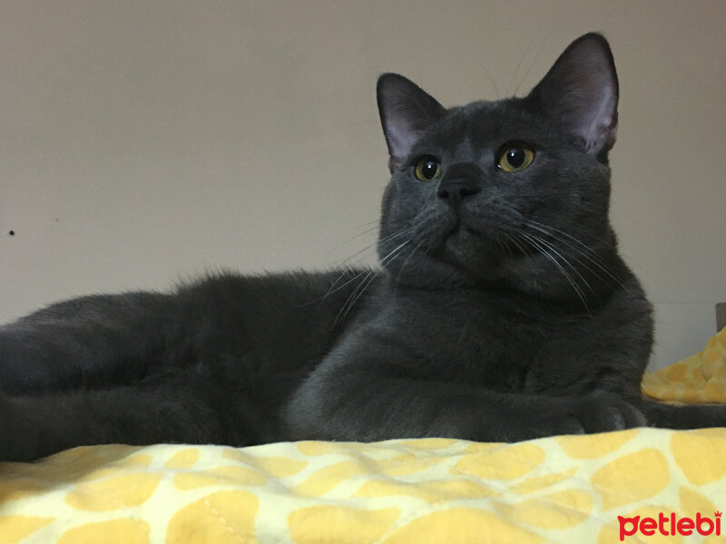 British Shorthair, Kedi  Niklaus fotoğrafı