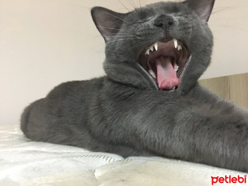 British Shorthair, Kedi  Niklaus fotoğrafı