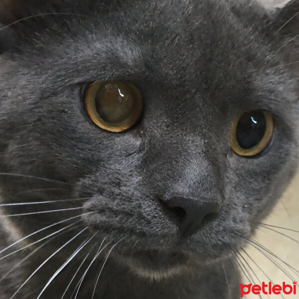 British Shorthair, Kedi  Niklaus fotoğrafı