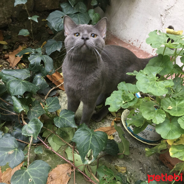 British Shorthair, Kedi  Niklaus fotoğrafı