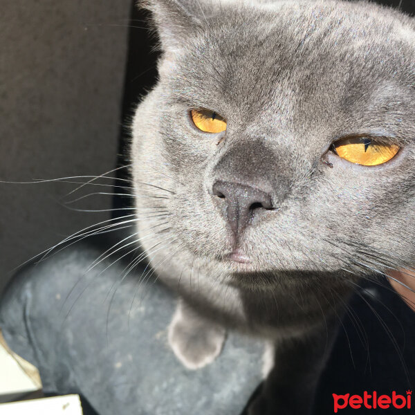 British Shorthair, Kedi  Niklaus fotoğrafı