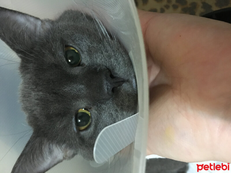 British Shorthair, Kedi  Niklaus fotoğrafı