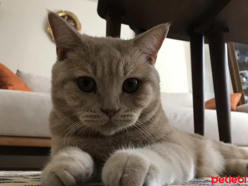 British Shorthair, Kedi  Cilo fotoğrafı