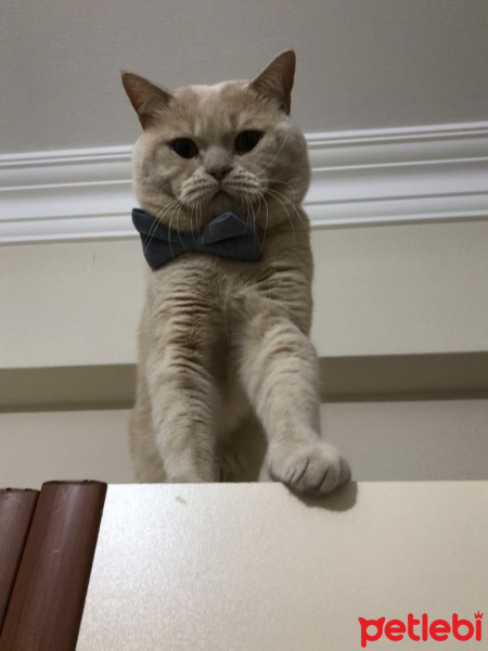 British Shorthair, Kedi  Cilo fotoğrafı
