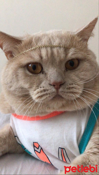 British Shorthair, Kedi  Cilo fotoğrafı