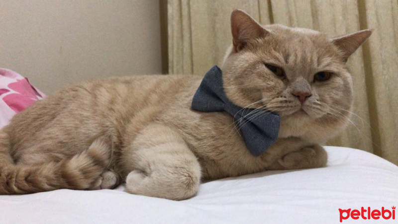 British Shorthair, Kedi  Cilo fotoğrafı