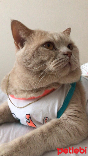 British Shorthair, Kedi  Cilo fotoğrafı
