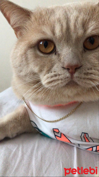 British Shorthair, Kedi  Cilo fotoğrafı