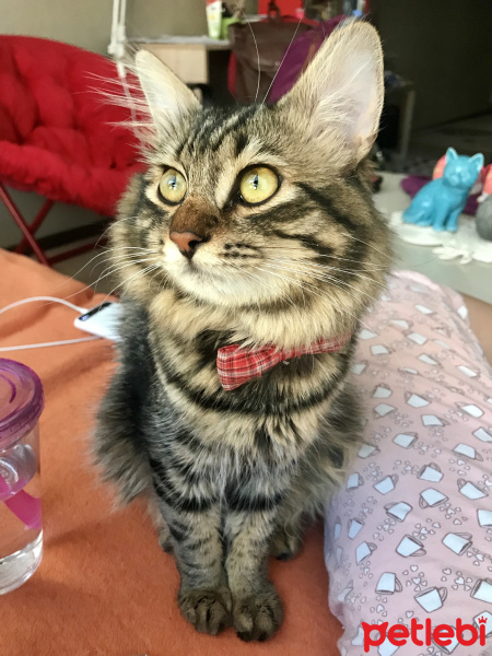 Tekir Kedi, Kedi  Lumos fotoğrafı