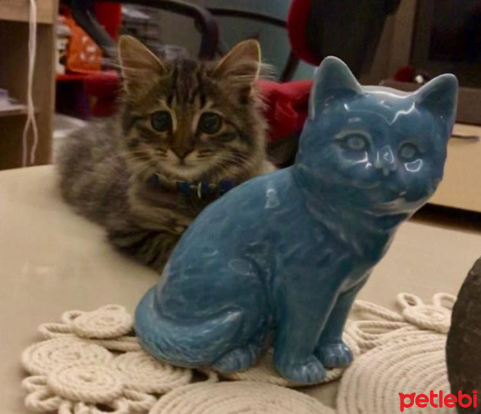 Tekir Kedi, Kedi  Lumos fotoğrafı