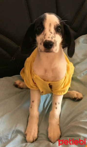 İngiliz Setter, Köpek  Şila fotoğrafı