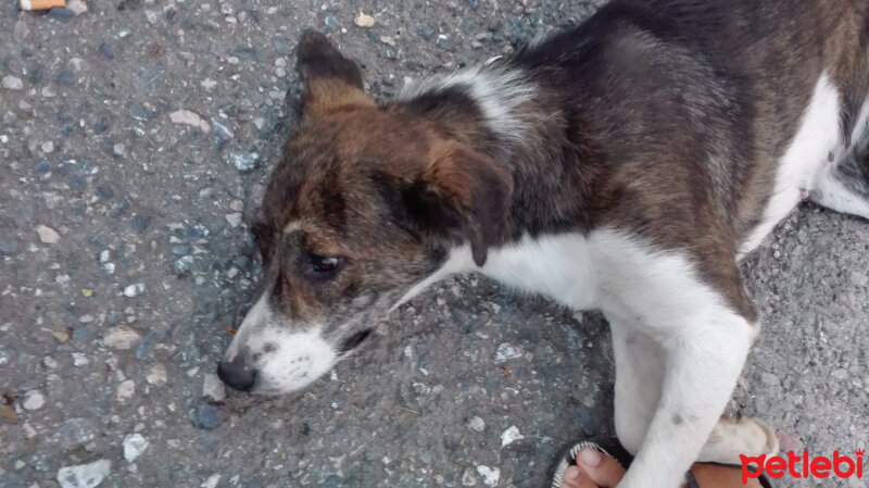 Ainu, Köpek  Millie fotoğrafı